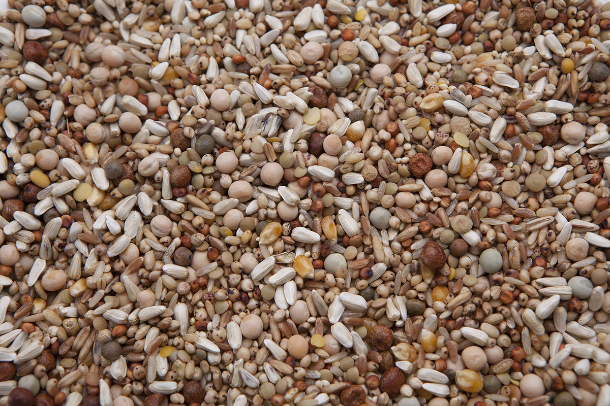 Pigeon Mix Z546955